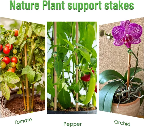Vista 4 de 35 piezas de estacas para plantas, estacas de jardín de bambú natural premium, varillas de bambú de soporte para plantas de interior y exterior