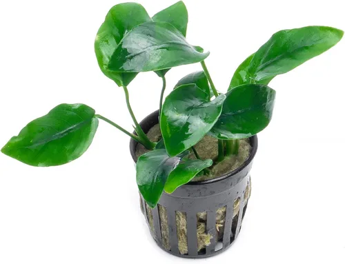 Vista 53 de SubstrateSource Plantas vivas – Anubias Hastifolia (Anubias hastifolia) – Luz baja a moderada, hojas en forma de flecha de color verde medio a