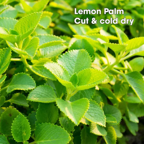 Vista 4 de Bolsas de té de bálsamo de limón pirámide con cuerda - Hierba de bálsamo de limón premium (Melissa Officinalis) - Té de hierbas saludables