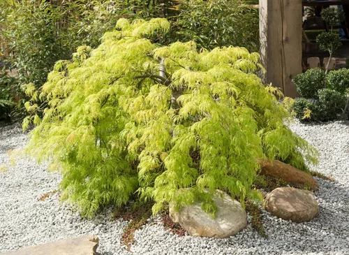 Vista 6 de 10 Weeping LACELEAF Maple Japanese Acer Palmatum Dissectum Green Yellow Red Tree Seeds