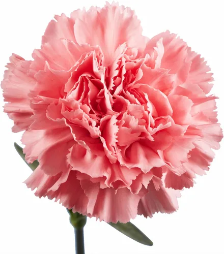 Vista 4 de GlobalRose 100 flores de clavel rosa – Claveles de flores frescas de origen responsable – Ramo fresco seleccionado a mano para graduación