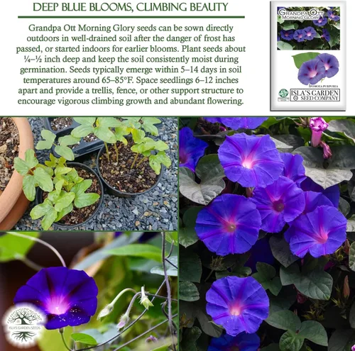 Vista 5 de Grandpa OTT Morning Glory Seed, 50 semillas de flores por paquete, (semillas de jardín de Isla), semillas sin OMG y reliquia, nombre botánico