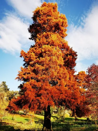 Vista 7 de Southern Bald Cypress Tree Semillas Premium Taxodium distichum 'Summer' Plants'® (Semillas premium, 10)