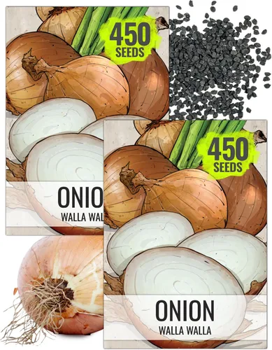 Vista 19 de Seed Needs Semillas de cebolla roja borgoña para plantar reliquia y sin OMG, 1 paquete