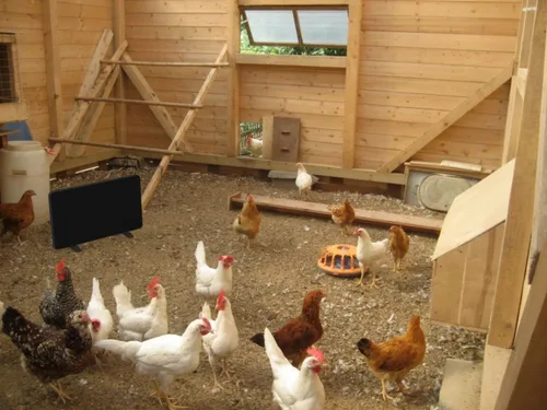 Vista 8 de Econohome Calentador de gallinero seguro, más seguro que las lámparas de criador, suavemente cálido, 150 vatios, cumple con ETL para seguridad