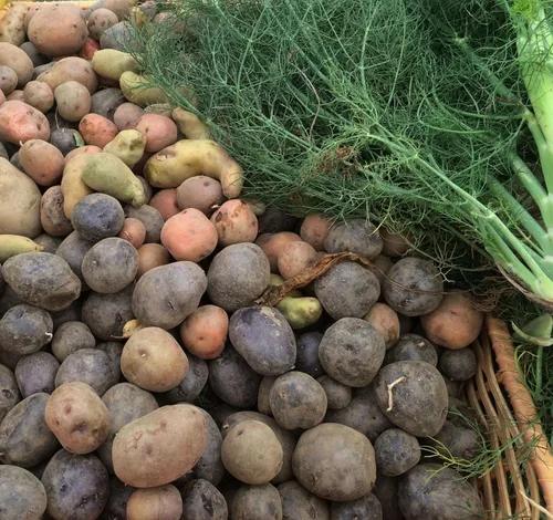 Vista 2 de Mezcla de patatas con semillas certificadas, 5 libras de papas enteras sin OMG, Red Pontiac Golden Yukons Purple Majesty, cultivado en Estados Unidos