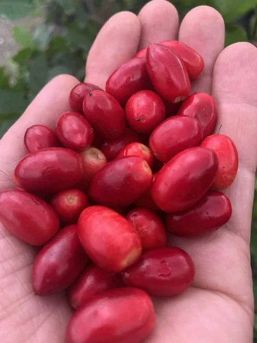 Vista 8 de Miracle Berries de Snozzberry Farm 350 mitades de bayas liofilizadas de primera calidad Cultivadas en los Estados Unidos Se vuelven agridulces
