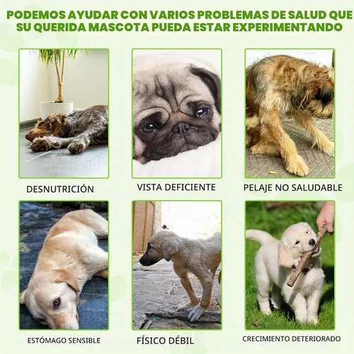 Vista 4 de Probióticos para perros, probióticos 3 en 1 para perros, probióticos para perros para apoyo digestivo, suplementos probióticos para perros