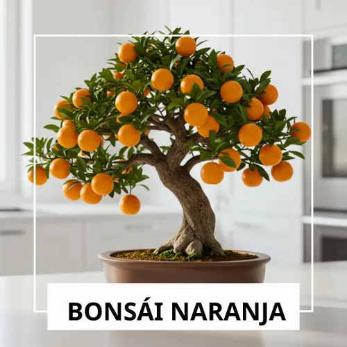 Vista 4 de Semillas de árbol bonsái de naranja resistente para plantar - 15 semillas - Cultivar bonsái con frutos - Naranja resistente