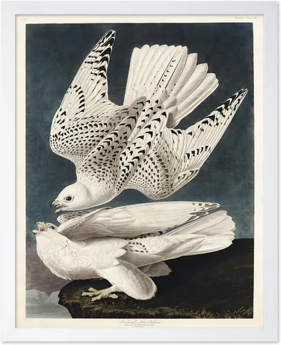 Vista 56 de Poster Master Póster vintage de James Audubon – Impresión retro de amargo americano – Arte de aves de América – Regalo para hombres, mujeres