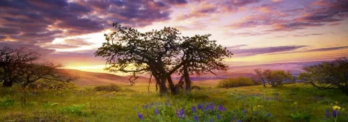 Vista 4 de Heye Oak Tree - Rompecabezas panorámico de 2000 piezas