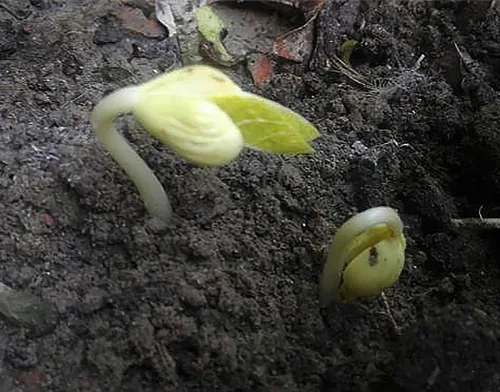 Vista 2 de Bush Bean Seeds Contender - Floración más temprana, sin cuerdas, frijol a presión