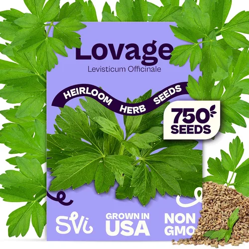 Vista 19 de SVI 2000 semillas de albahaca genovesa (Ocimum basilicum) - Paquetes de semillas de albahaca dulce - Semillas aromáticas de hierbas culinarias