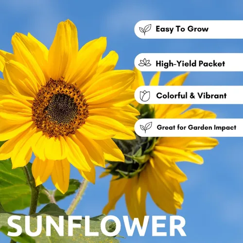 Vista 3 de Semillas de girasol gigantes amarillas – 20 semillas fáciles de cultivar – Flores masivas de 2 pies de ancho – Girasoles de patio trasero imponentes