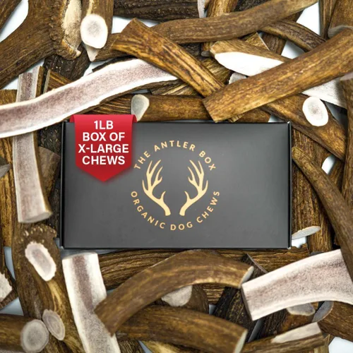 Vista 9 de The Antler Box Masticables Premium de Astas de Alce para Perros (Caja de 1 Libra) (Pequeño (7-8 Piezas) Enteras/Partidas Mezcladas)