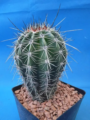 Vista 6 de Cactus Saguaro de 5 a 10 pulgadas de alto de 8 a 10 años (raíz desnuda)