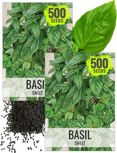 Vista 32 de Seed Needs Semillas de albahaca italiana para plantar hierbas tradicionales sin OMG, 1 paquete