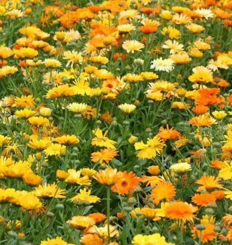 Vista 2 de Semillas de flores de caléndula, mezcla de belleza pacífica, paquete de 2,000 semillas por Seeds2Go