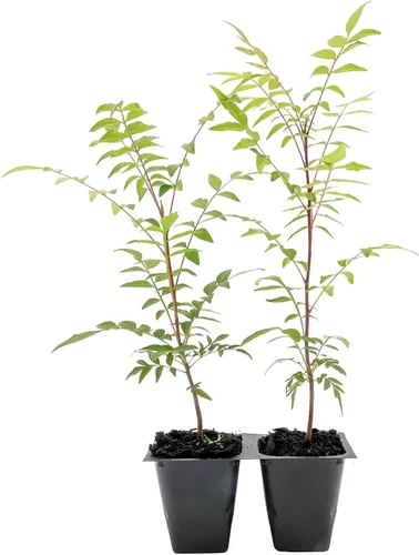 Vista 10 de 1 árbol de pistache chino Árbol joven vivo en cubo de vivero de 2.5 pulgadas Variedad Pistacia Chinensis Toldos de sombra caducifolios