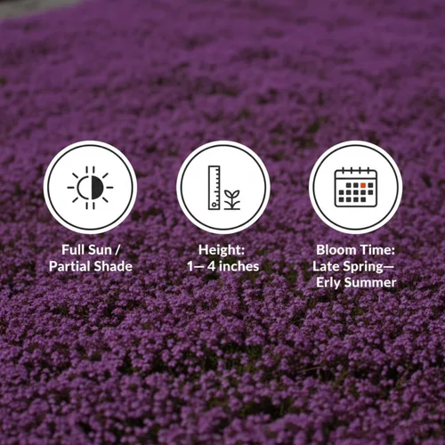 Vista 5 de Más de 20.000 semillas de tomillo rastrero cubierta del suelo, semillas de flores para plantar, Thymus Serpyllum perenne para jardín de rocas