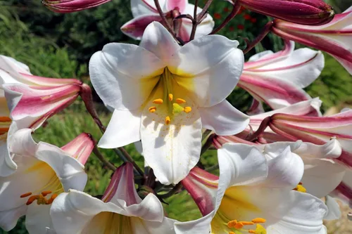 Vista 7 de 10 semillas de flores blancas y rosas de Royal / King's Lilium Regale