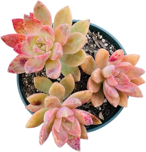 Vista 7 de Plantas de cactus suculentas vivas de USKC (maceta de 4 pulgadas) (Aptenia Cordifolia Variegata)