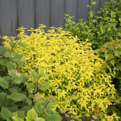 Vista 2 de Sunshine Blue® II Bluebeard - Caryopteris incana - Ganadores probados - Maceta de 4