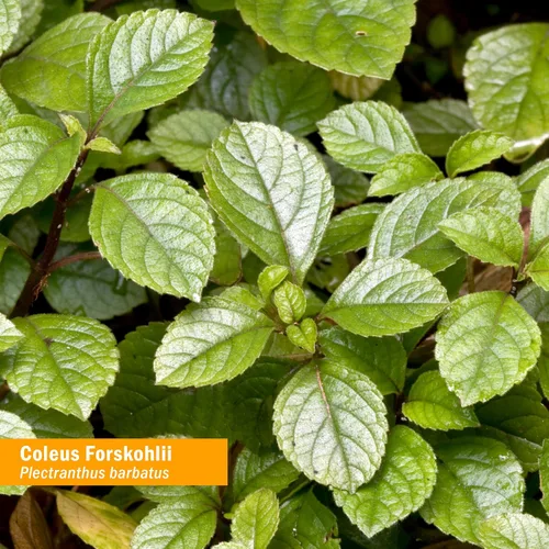 Vista 2 de Herb Pharm Coleus Forskohlii Extracto líquido para la salud del corazón, 1 onza líquida