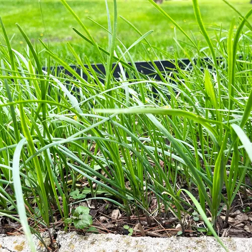 Vista 6 de Orgánicos 10 Plantas Ajo Cebollino Planta Viva Raíces Desnudas Hierba Perenne Resistente Jiu CAI Cebollino