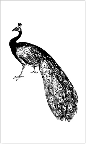 Vista 3 de CafePress Pegatina decorativa de pavo real ~ rectángulo azul para parachoques