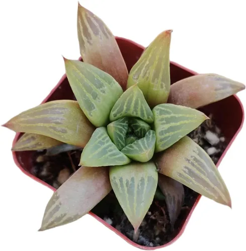 Vista 3 de Plantas suculentas de cactus vivos de USKC (2 "Pot Aloe Juvenna 'Tiger Tooth Aloe')
