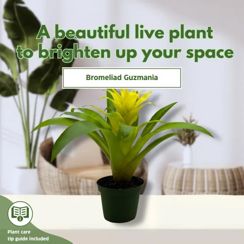 Vista 3 de BubbleBlooms Bromelia amarilla en maceta de 4 pulgadas Nidularium billbergioides