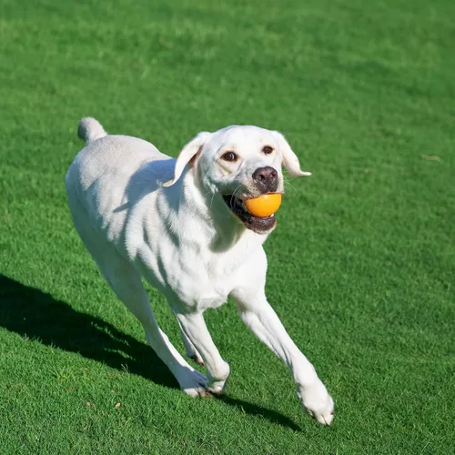 Vista 7 de Amazon Basics Juguetes para Perros, Pelotas de Goma Interactivas para Buscar, (Paquete de 2), 3 Pulgadas, Azul, Naranja