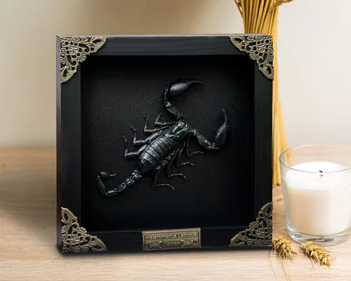 Vista 142 de 2 Real Dragonfly Specimens Shadow Box Framed Insect Display Oddities Curiosities Entomology Collection Natural History Wall Decor Gift for Nature