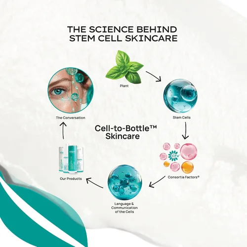 Vista 3 de ReVitalize - Crema hidratante facial antienvejecimiento con niacinamida, bakuchiol y péptidos, suero hidratante facial restaurador de la piel