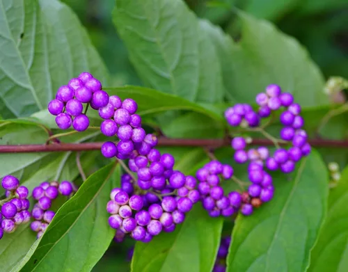 Vista 2 de Bonsai Beauty Berry - Callicarpa Americana - 20 semillas - Semillas sin OMG, enviadas desde Iowa. Fabricado en Estados Unidos. Frutas Bonasi