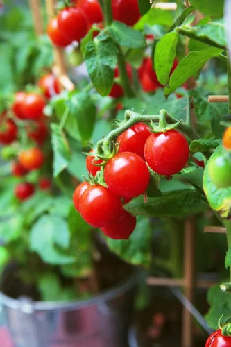 Vista 3 de 50 semillas de tomate Tiny Tim para plantar, tomate de patio, reliquia enana, tomate cherry - por RDR Seeds