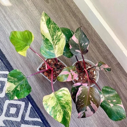Vista 7 de Mezcla de tierra para macetas Noot para plantas de interior y de casa – 1 galón – Orquídea, suculenta, cactus, aroid, planta de casa, Monstera