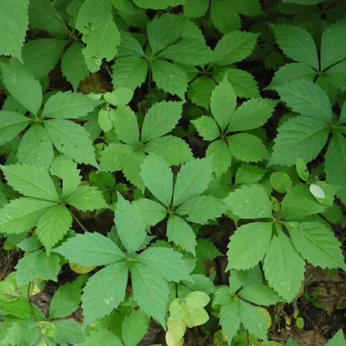 Vista 3 de Semillas de ginseng americano (Panax quinquefolius) Más de 5 semillas de hierbas medicinales raras en cápsulas de semillas congeladas