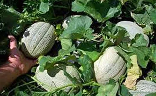 Vista 3 de Semilla de melón, Hales Best Jumbo, reliquia, sin OMG, más de 25 semillas, melón