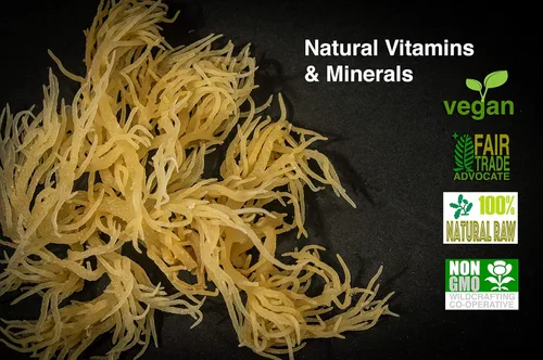 Vista 3 de Musgo irlandés premium Caribbean Superfood - Semillas artesanales silvestres, cosechadas éticamente, hace 4 cuartos de gel