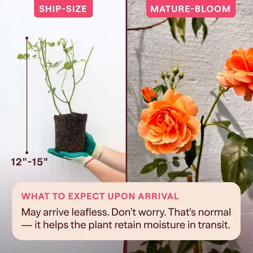 Vista 2 de Rosas Heirloom Floribunda, Planta de raíz propia viva para jardín al aire libre, Adobe Sunrise™, ligeramente fragantes, zonas de rusticidad: 5-10