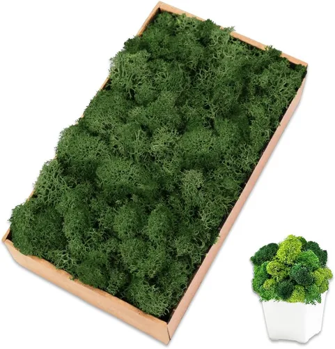 Vista 24 de Musgo de reno azul de 3.5 onzas, musgo preservado para plantas, decoración de musgo, musgo verde para manualidades, musgo para plantas en maceta
