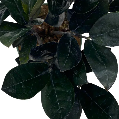 Vista 4 de BubbleBlooms ZZ negro, 4 pulgadas Raven Zamioculcas Zamiifolia Dowon Jet-Black