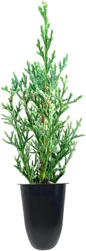 Vista 2 de Florida Foliage Árbol de ciprés italiano 40 plántulas vivas Cupressus Sempervirens Plantas formales elegantes de estilo mediterráneo, verde