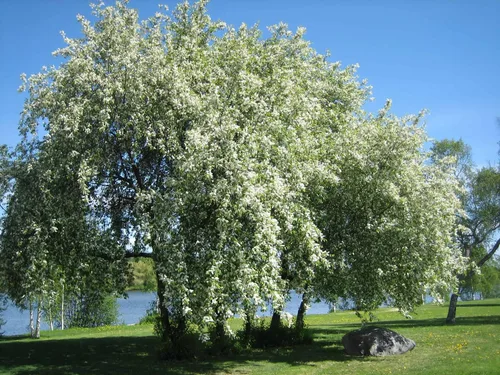 Vista 7 de Cereza Negra Europea Semillas Premium Prunus padus 'Fruit' Plants'® (Premium Seeds, 5)