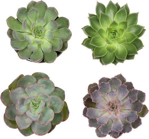 Vista 3 de Suculentas Echeveria de 1 cuarto de galón, 4 unidades, suculentas vivas recuerdos de fiesta en macetas suculentas, plantas suculentas vivas plantas