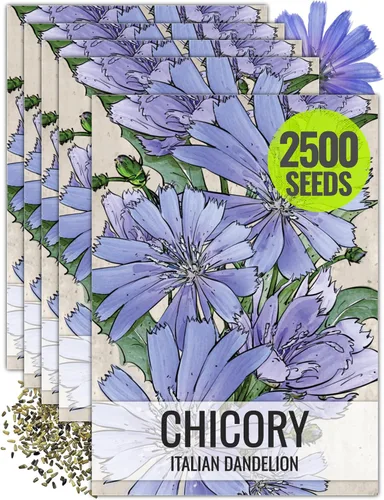 Vista 11 de Seed Needs - Semillas de achicoria para plantar flores azules de diente de león italiano, 1 paquete