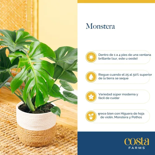 Vista 6 de Costa Farms - Planta interior, filodendro de hoja partida, monstera deliciosa Maceta decorativa