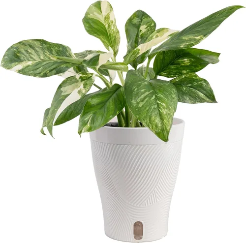 Vista 20 de Costa Farms – Planta de Pothos Albo Variegado viva en maceta auto-regante, purificadora de aire para interior, perfecta para decoración del hogar